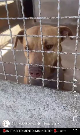 Il dolce Freesby cerca casa cane in adozione - Foto 6