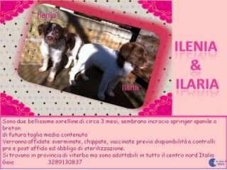 ARGO, ILENIA, ILARIA E LUCKY