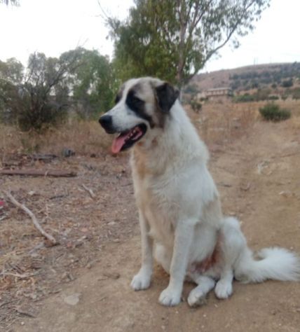 LUCA quanta solitudine!2anni - 40kg - Foto 3