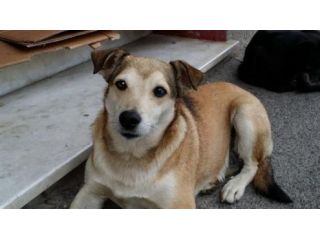 SISSY, TIGROTTO, TOTO ' E PEPPINO in cerca di casa