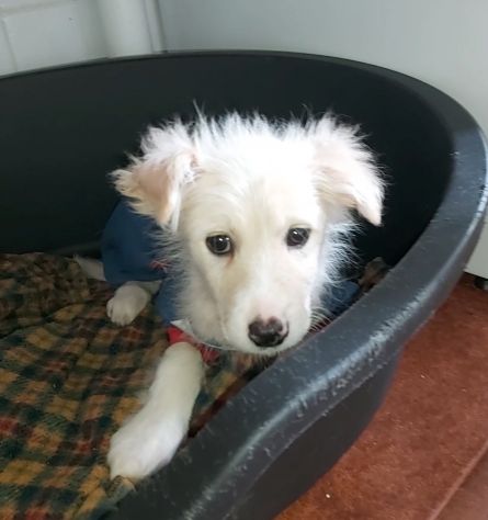 Dolcissimi cuccioli di taglia media cercano casa - Foto 3