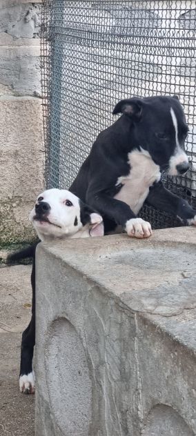 Cuccioli Amstaff 250 a Foggia in Puglia
