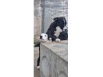 Cuccioli Amstaff 250 a Foggia in Puglia