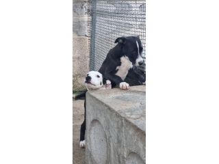 Cuccioli Amstaff 250 a Foggia in Puglia