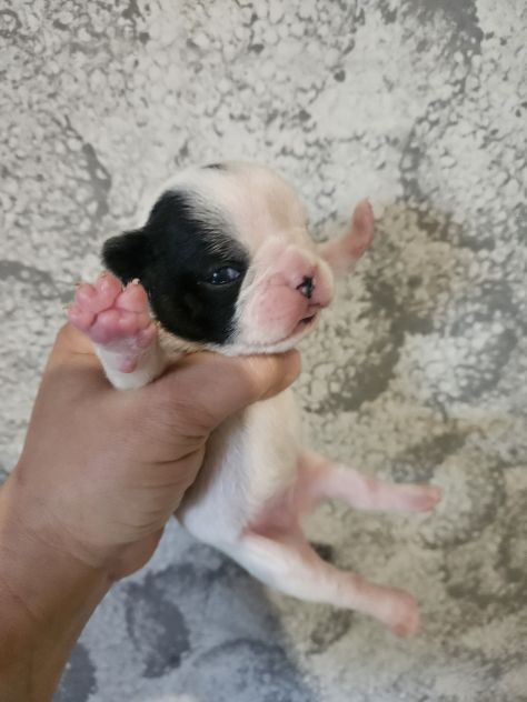 Bulldog francese femmina - Foto 5