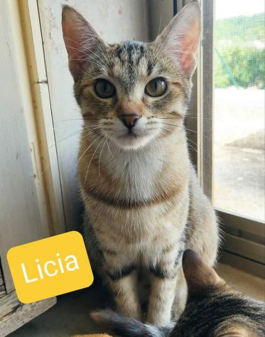 Licia bellissima tigrotta d 6 mesi - Foto 2