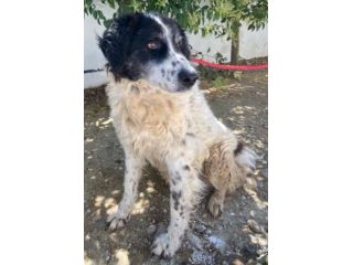 SALVO 11anni bravo! Disperato quando torna nel box! SUD