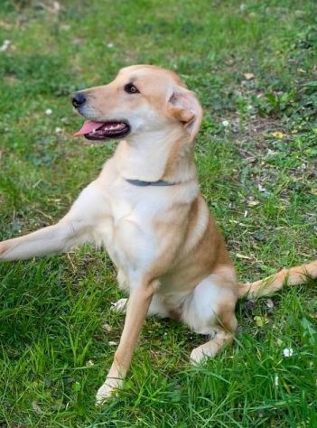 RAILY 4anni brava ed affettuosa - URGENTE