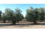 Oliveto in vendita