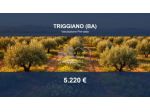 Immobile in asta di 6327 m² in vendita a Triggiano