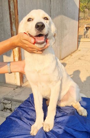 TEDDY,SALVIAMOLO DAL CANILE! - Foto 4