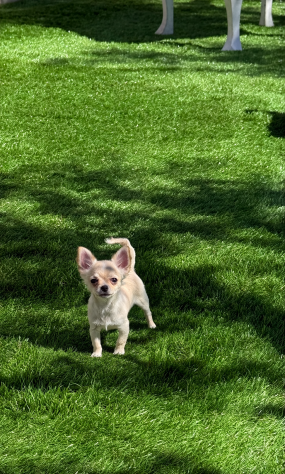 Cucciolo di chihuahua