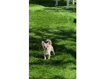 Cucciolo di chihuahua