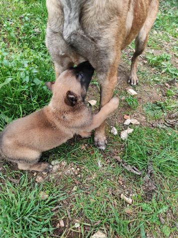 Pastore Belga Malinois cuccioli a Bari in Puglia - Foto 4