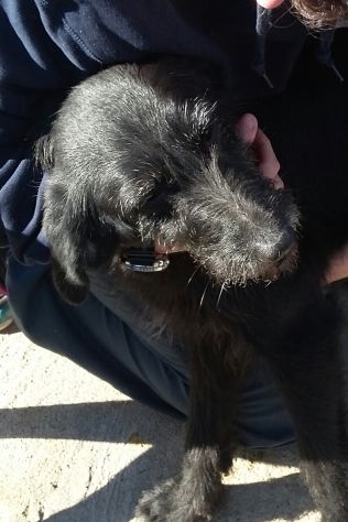 GIORGIA, dolcissima mix spinone - Foto 10