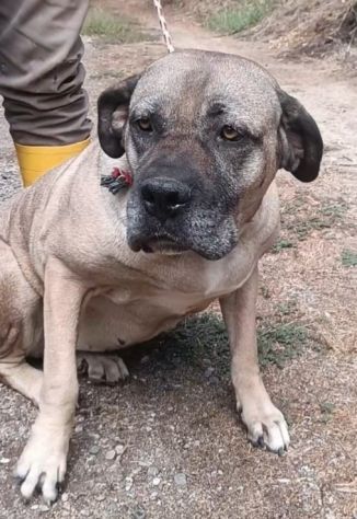 DEA CANE CORSO 5 ANNI - Foto 6