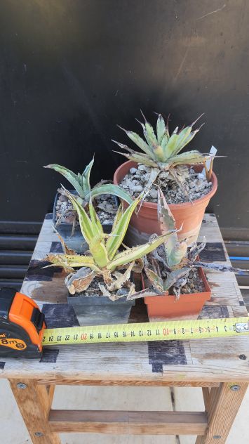 4 Agave Mini Da Collezione - Piante Grasse Cactus - Foto 4