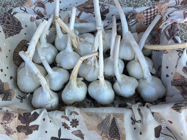 Aglione speciale per la cucina tradizionale - Foto 2