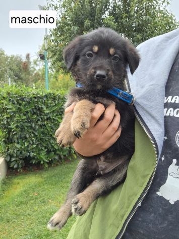 CUCCIOLI 2 MESI taglia media IN CANILE - Foto 6