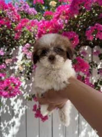 Amorevole ShihTzu maschietto
