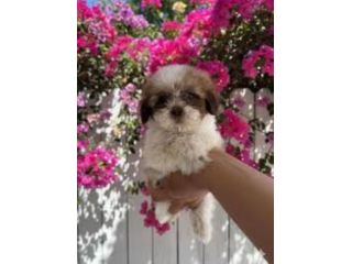 Amorevole ShihTzu maschietto