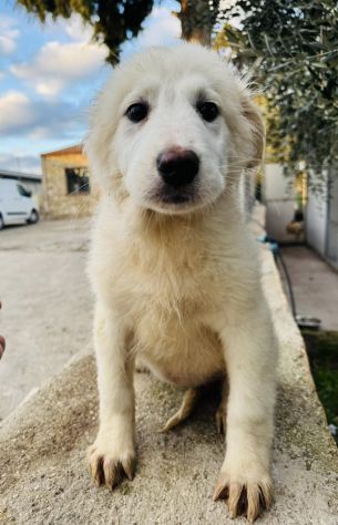 CUCCIOLE 5 MESI taglia media SONO IN CANILE - Foto 4