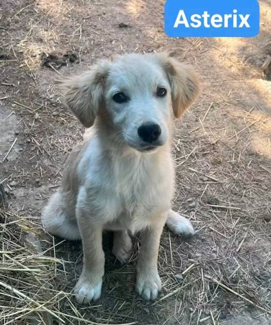 CUCCIOLI IN ADOZIONE - Foto 7