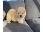 Fantastici cuccioli di chow chow