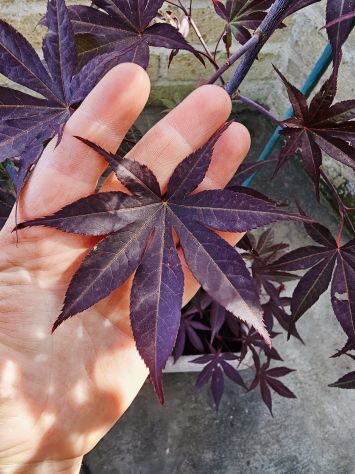 Acer palmatum Hino tsukasa rosso (ANGUILLARA SABAZIA RM) - Foto 2
