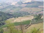 Vigneto in vendita a Carassai