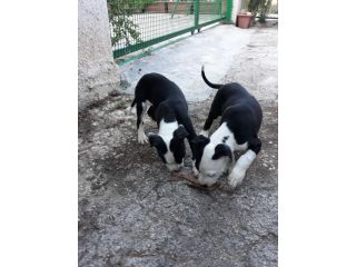 Allevamento Amstaff Black & White Puglia con pedigree