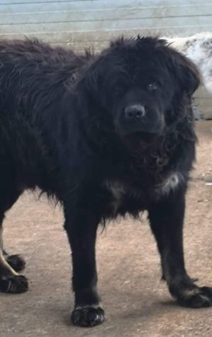BLACKY DONIAMOGLI LA SUA OCCASIONE CANE IN ADOZIONE - Foto 2