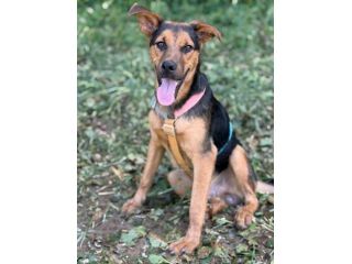 DARIUS, cucciolo mix PASTORINO dall'anima gentile.