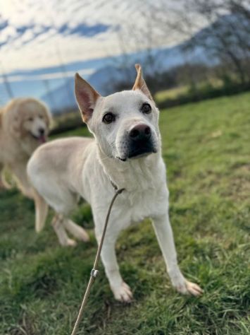 WHITE una vita buttata, simil pastore svizzero cane in adozione tg media - Foto 5