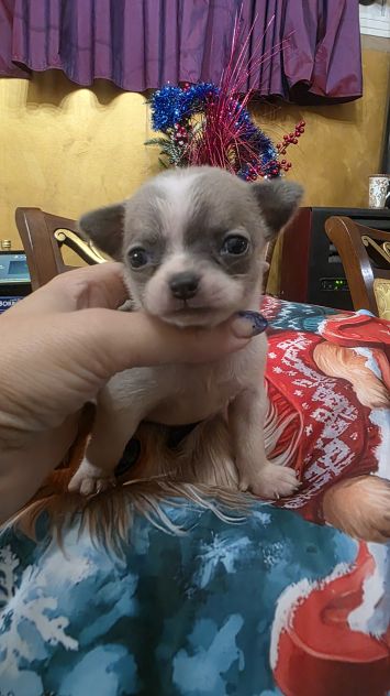 Chihuahua cuccioli toy - Foto 2