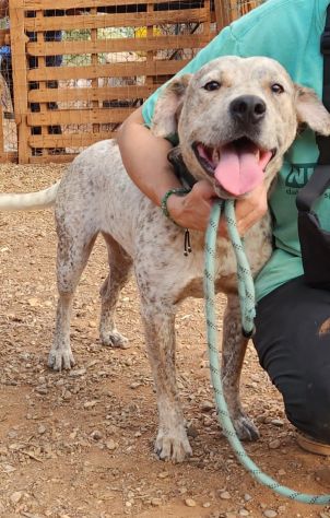 2anni mix molossino SPLENDIDO solo h24 in recinto.URGENTE CALABRIA - Foto 9
