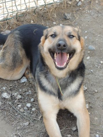 2 lupette in cerca di casa - Foto 3