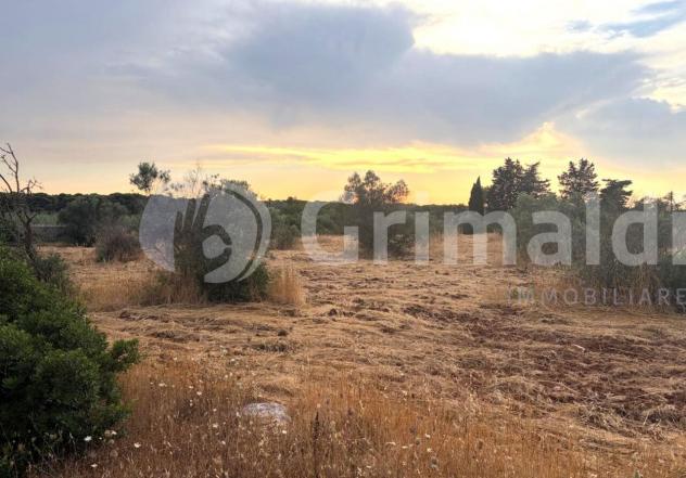 Uliveto in vendita a Gallipoli - Foto 2