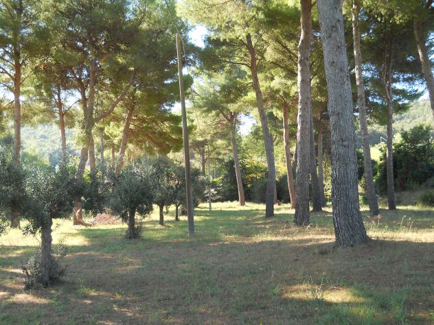 Pineta mq 4.000 Piombino (li) a 2 km da Baratti - Foto 9