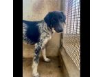 PROCOPIA, UN'OCCASIONE DI VITA, CAGNOLINA IN ADOZIONE