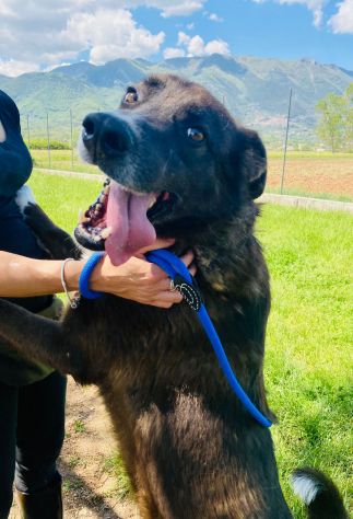 CANE IN ADOZIONE: ZAMPA BIANCA e i suoi calzini. - Foto 10