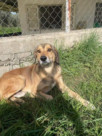 UGOLINO DOCILE, GLI PIACE FARSI COCCOLARE CAGNOLINO IN ADOZIONE - Foto 9