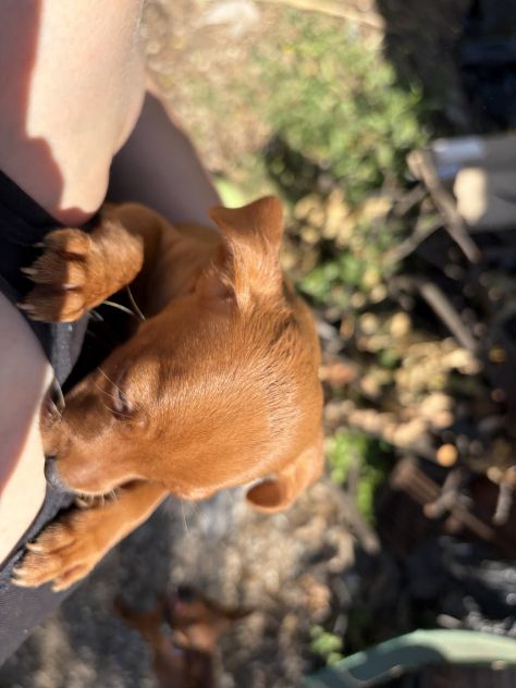 Cuccioli di Pinscher nano puri - Foto 2