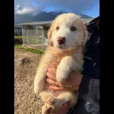 MILO ADORABILE CUCCIOLO IN ADOZIONE - Foto 3