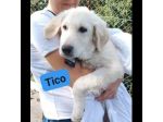 TICO MERAVIGLIOSO CUCCIOLO IN ADOZIONE