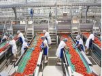 OPERAIO GENERICO DI PRODUZIONE ALIMENTARE