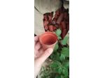 Vasi e vassoi per semenze e piante grasse