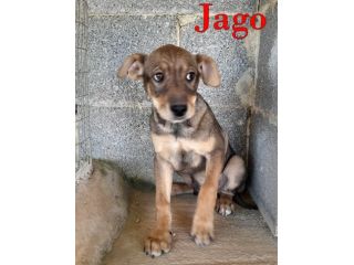 Aron e Jago cuccioli dolcissimi in adozione