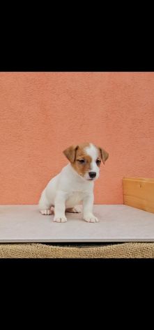 Cuccioli di Jack Russell - Foto 2
