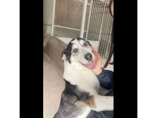 SILVANO equilibrato,  coccolone, dolcissimo cane in adozione